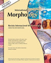 INTERNATIONAL JOURNAL OF MORPHOLOGY雜志封面